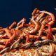 tipos de pescados y mariscos